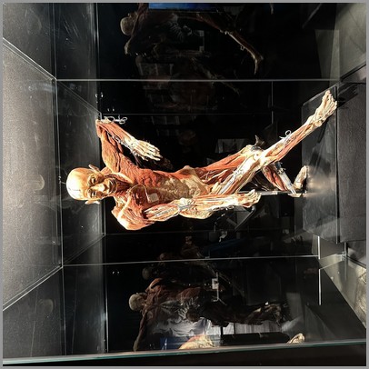 Wystawa Body Worlds