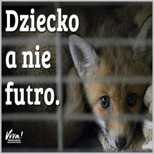 Dzień bez futra